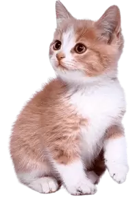 قطط للبيع في سويسرا : أفضل الأسعار