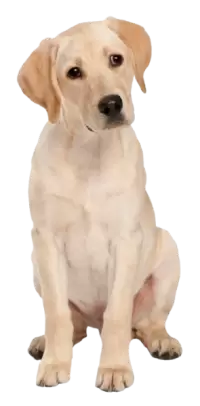 كلاب للبيع في سويسرا : أفضل الأسعار