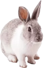 ارانب للبيع في سويسرا : أفضل الأسعار