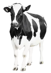 أبقار للبيع في سويسرا : أفضل الأسعار