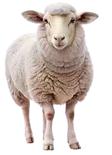 خرفان و اغنام للبيع في سويسرا