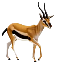 غزلان للبيع في سويسرا : أفضل الأسعار