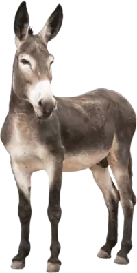 حمير للبيع في سويسرا : أفضل الأسعار