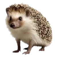 قنافذ للبيع في سويسرا : أفضل الأسعار