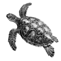 سلاحف و زواحف للبيع في سويسرا