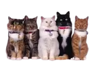 حيوانات للتبني فى سويسرا