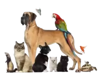 حيوانات اخرى للبيع فى سويسرا