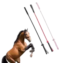 ترويض و تدريب فى سويسرا