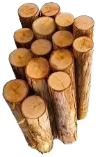 اشجار تالفة للحطب فى سويسرا